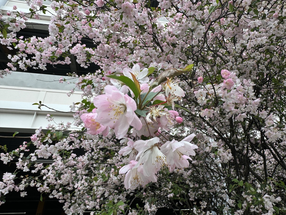 小川智大オフィシャルサポーターズクラブ